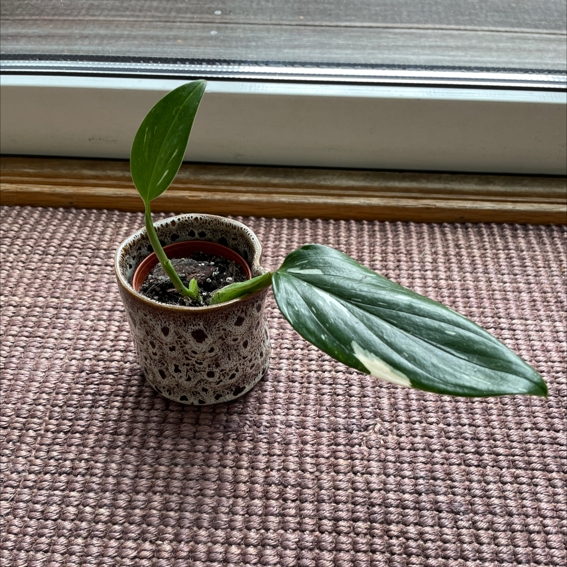 Monstera Cobra plant with two leaves, one variegated, in a pot near a window.