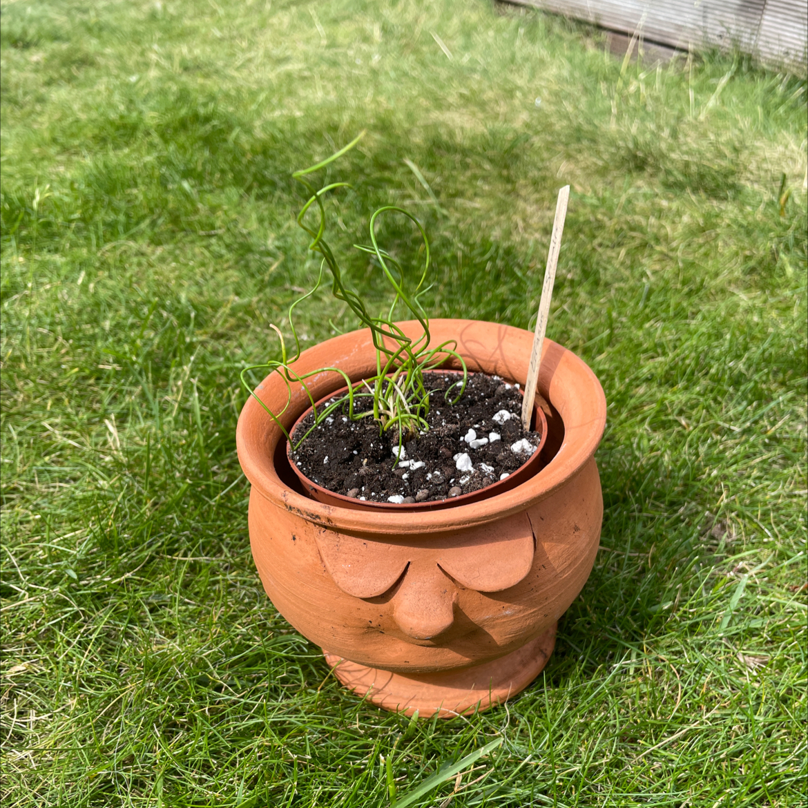 Photo of the plant species Common Rush by @Nova named Curly on Greg, the plant care app