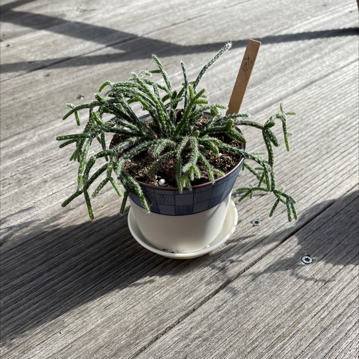 Potted Hairy Stemmed Rhipsalis plant on a wooden surface, appears healthy.