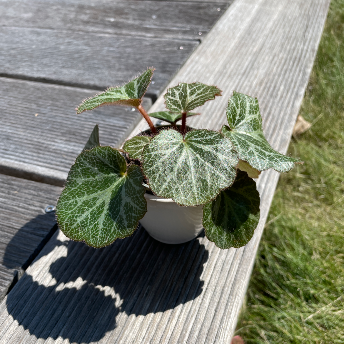 Strawberry Begonia plant with green leaves and white veins in a small pot on a wooden surface.