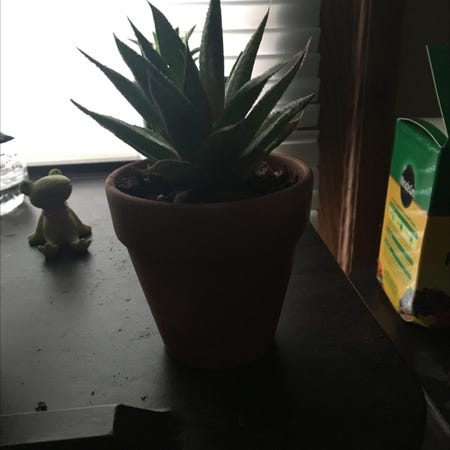 Photo of the plant species Ghost Echeveria by Scoutwashere_ named Winston on Greg, the plant care app