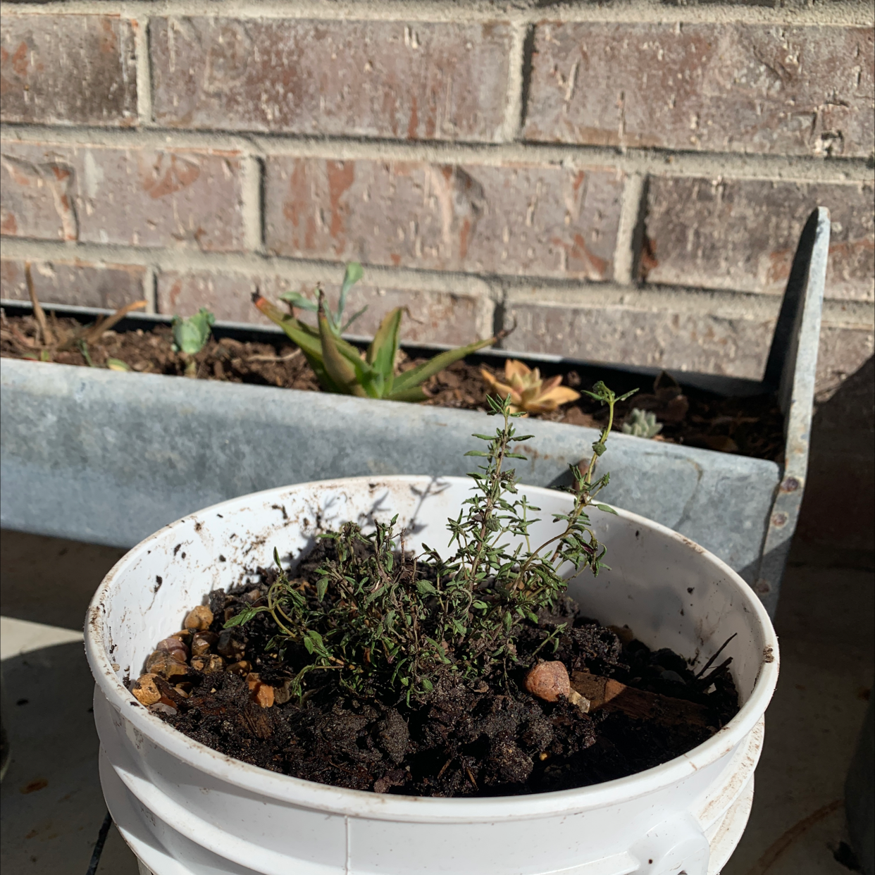 Rosemary plant photo by @4va named Dobby on Greg, the plant care app.
