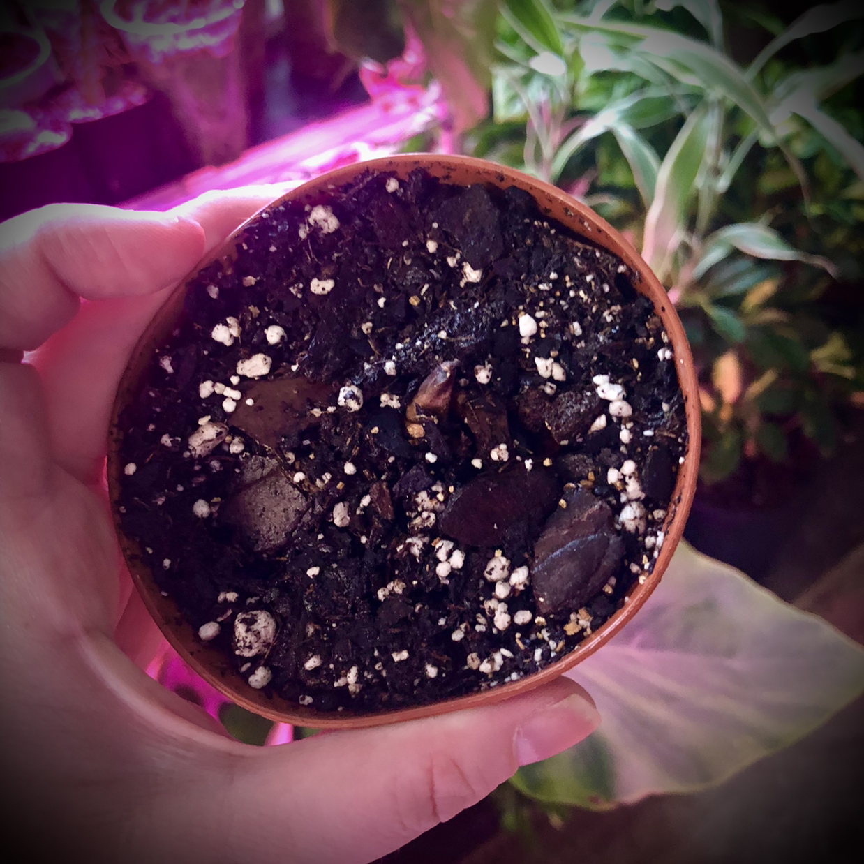 Photo of the plant species 'Miss Muffet' Angel Wings by @Braven440 named Dwarf “Gingerland” Caladium on Greg, the plant care app
