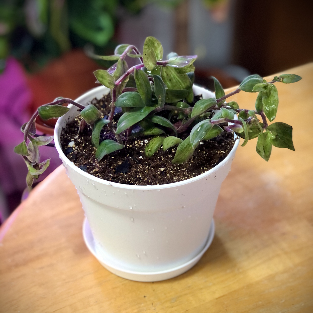Potted Baby Bunny Bellies plant in a white pot with visible soil.