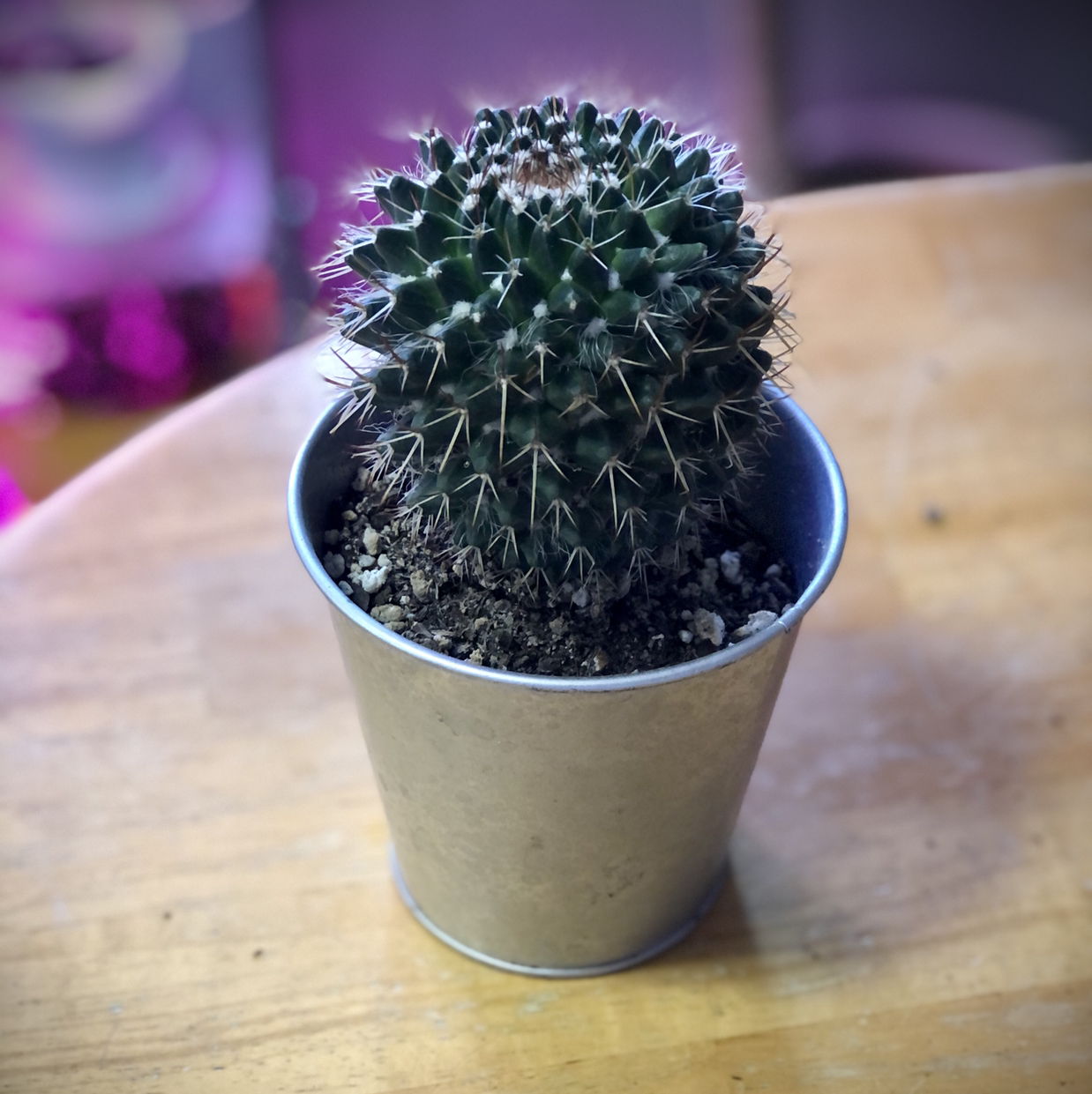 Mammillaria Uncinata cactus in a metal pot on a wooden surface.