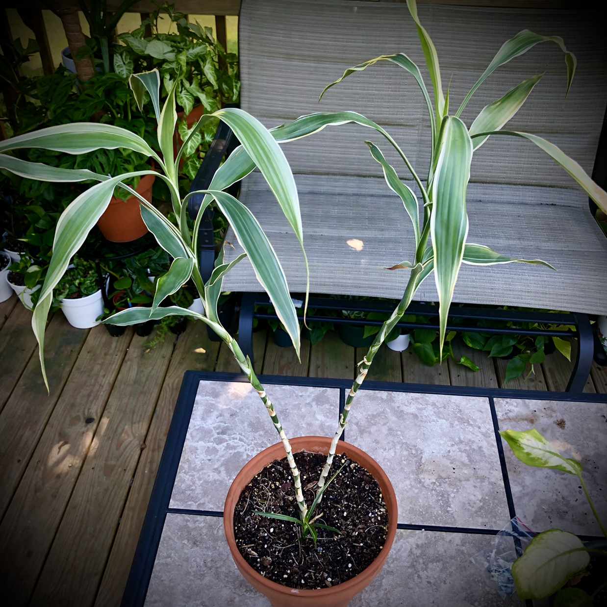 Photo of the plant species Dracaena "Warneckii' by @Braven440 named ? on Greg, the plant care app