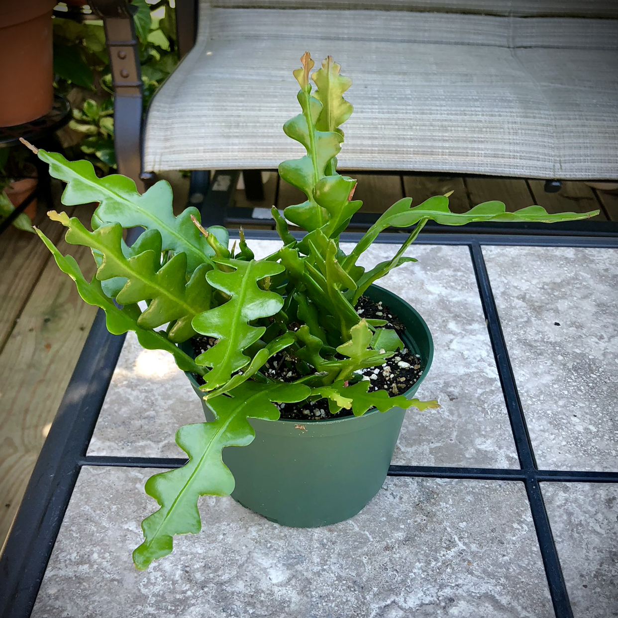 🐟 Symbolism And Benefits Of The Fishbone Cactus