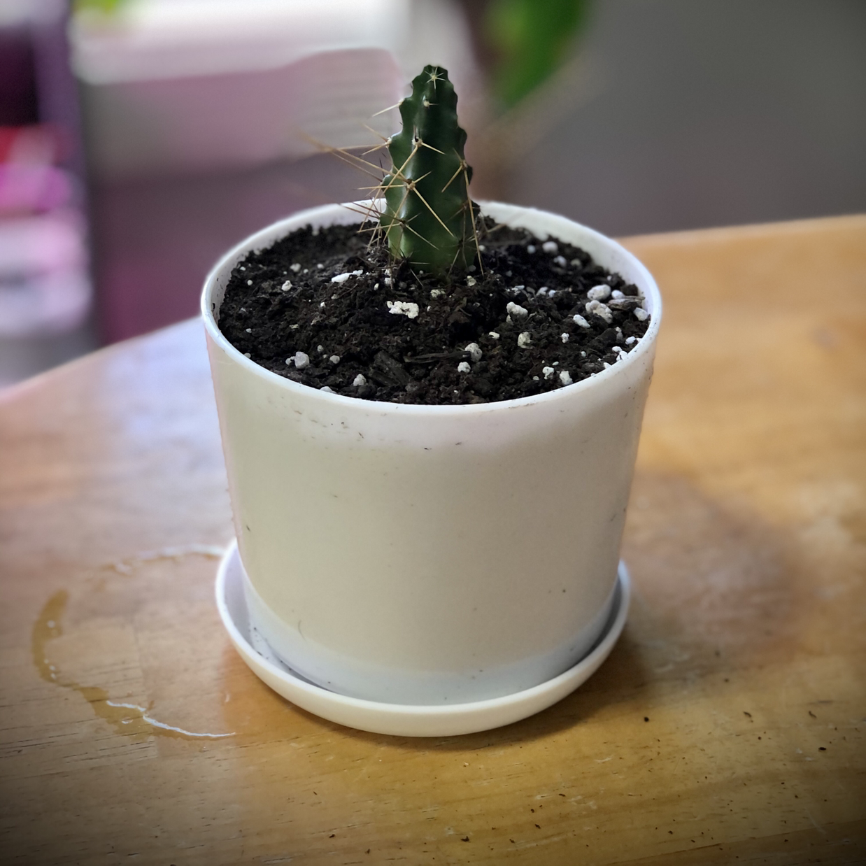 A small Kingcup Cactus in a white pot with visible soil.