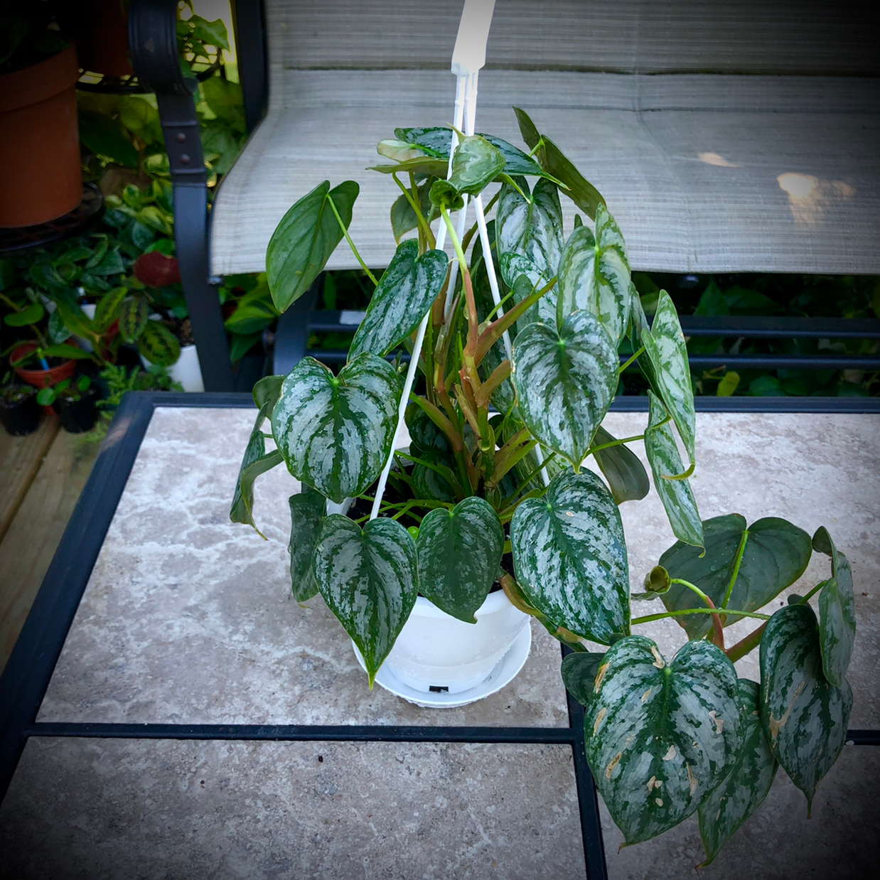 Philodendron Brandtianum Brandi A Plant By Braven440 On Greg