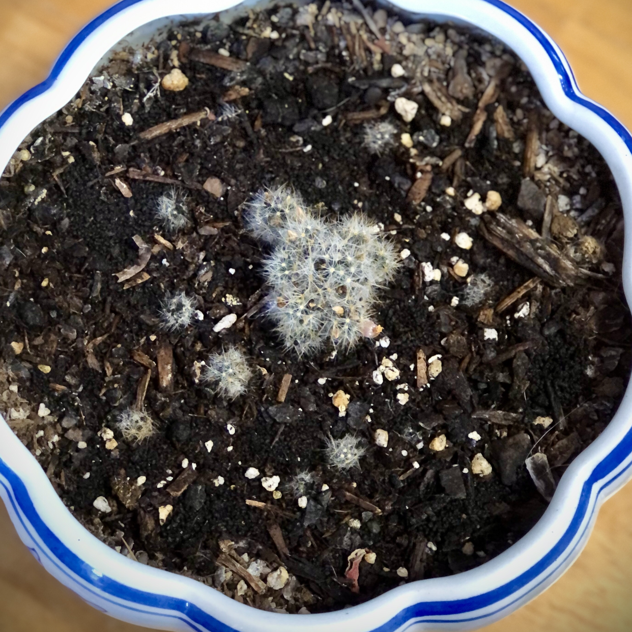 Photo of the plant species Thimble Cactus by @Braven440 named Mammillaria gracilis “May” on Greg, the plant care app