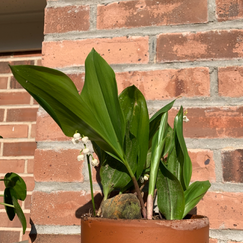 Lily-of-the-Valley plant in a pot with green leaves and small white flowers against a brick wall.