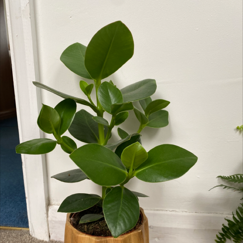 Healthy Autograph Tree with vibrant green leaves in a wooden pot.