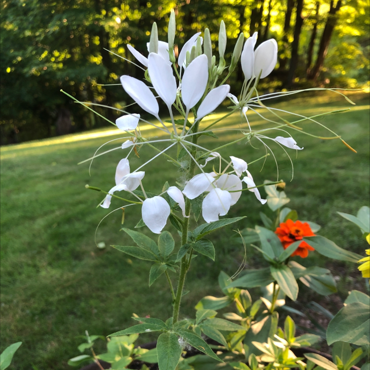 Cleome Hassleriana plant with white flowers in a garden setting.