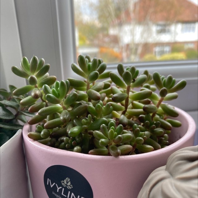 Jelly Bean Plant plant photo by @Yeetingatoms74 named Nephlim on Greg, the plant care app.