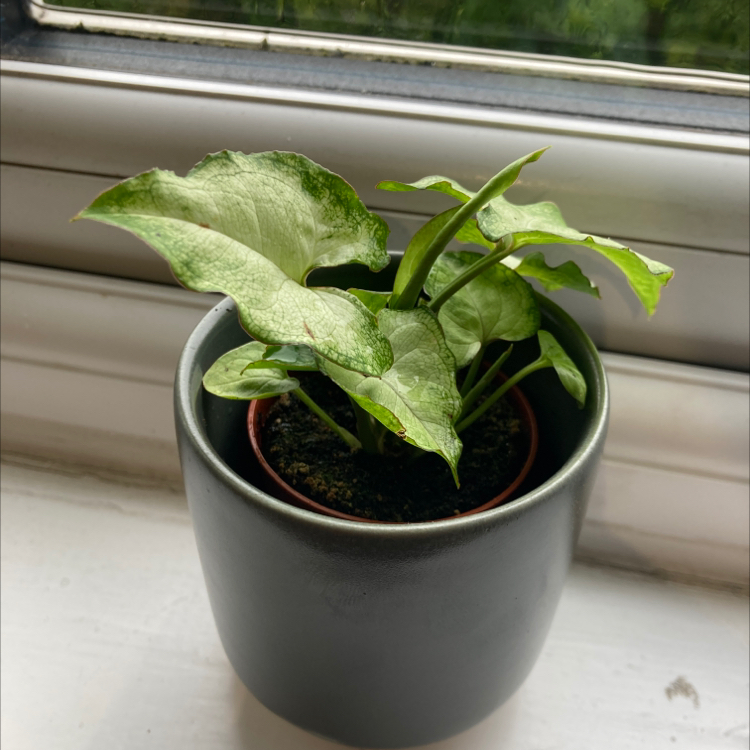 Syngonium 'White Butterfly' plant in a pot on a windowsill, healthy with no visible discoloration.