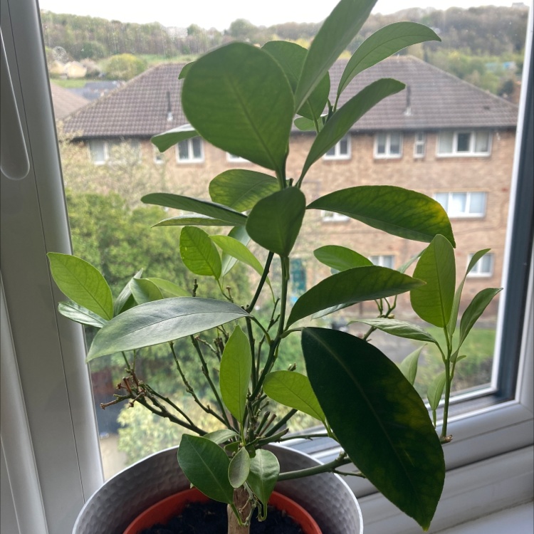 Photo of the plant species Calamondin by @sam_carvers_planties named Seb on Greg, the plant care app