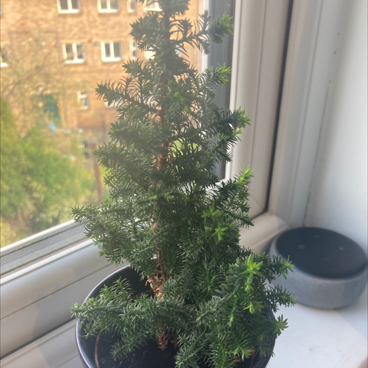 A healthy English Yew plant in a pot on a windowsill.