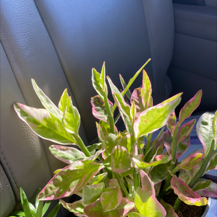 Healthy Japanese Poinsettia plant with vibrant green and pink variegated leaves, well-framed in car interior.