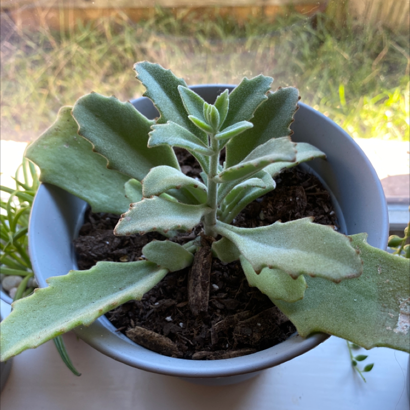 Felt Bush plant in a pot with healthy, thick, fuzzy leaves.