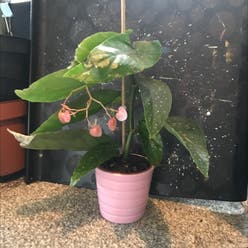 Begonia albopicta 'Rosea' plant