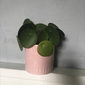 Chinese Money Plant plant in Leeds, England