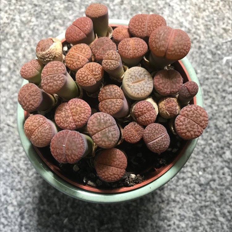 Cluster of Lithops bromfieldii plants in a pot, appearing healthy with visible soil.