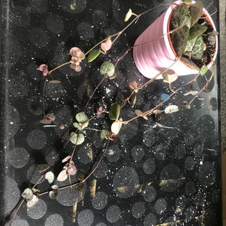 String of Hearts plant in Leeds, England