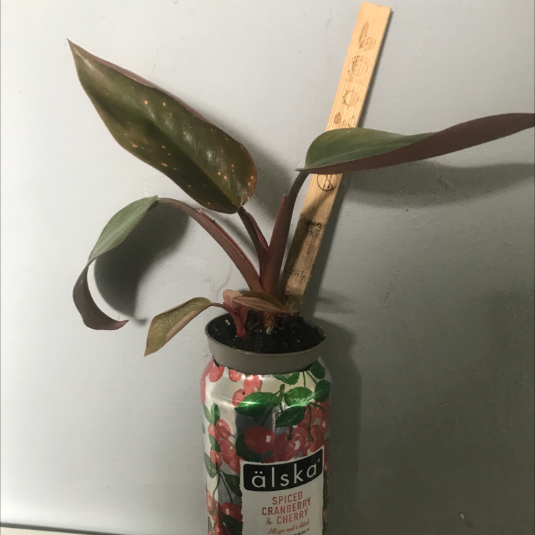 Philodendron 'Red Congo' plant in a repurposed can with some browning and black spots on leaves.