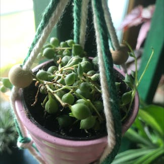 String of Pearls plant in Leeds, England