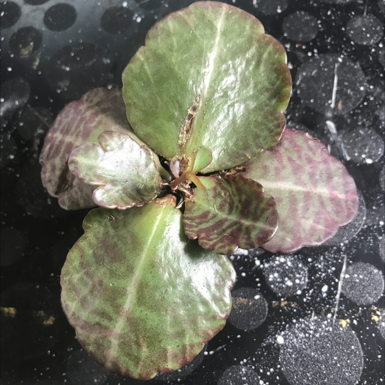 Penwiper Plant with green and purple leaves, no visible soil.