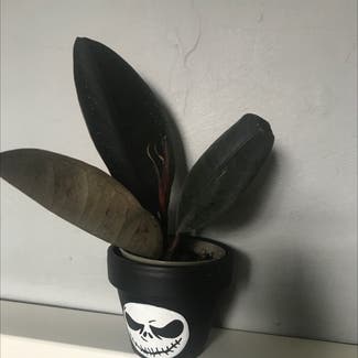 Rubber Plant plant in Leeds, England
