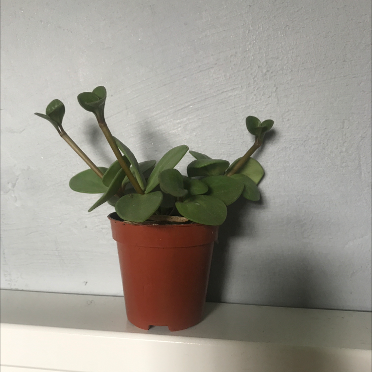 Trailing Jade plant in a small brown pot with healthy green leaves.