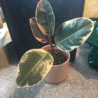 Variegated Rubber Tree plant in Leeds, England