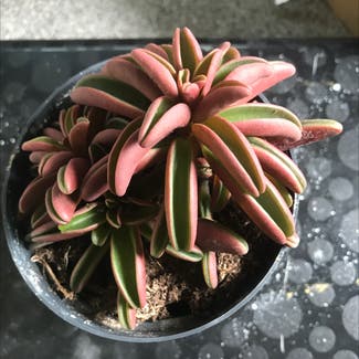 Ruby Glow Peperomia plant in Leeds, England