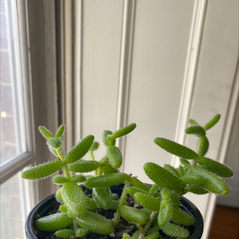 Healthy Pickle Plant with vibrant green leaves in a pot near a window.