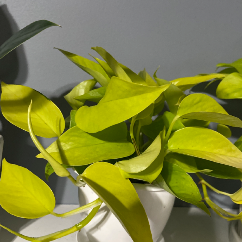Neon Pothos plant photo by @C.lau named Neon on Greg, the plant care app.