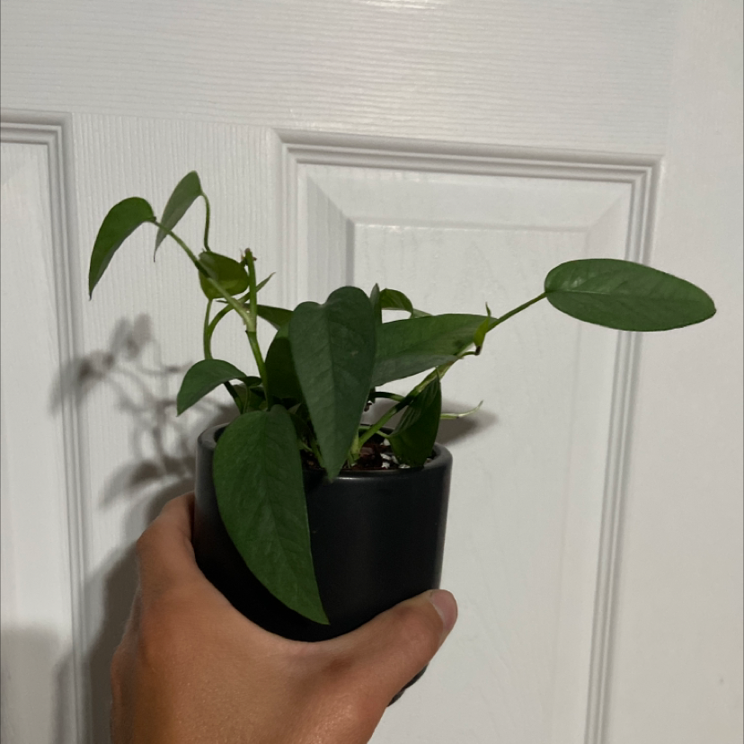 Cebu Blue Pothos plant in a black pot held by a hand, against a white door.
