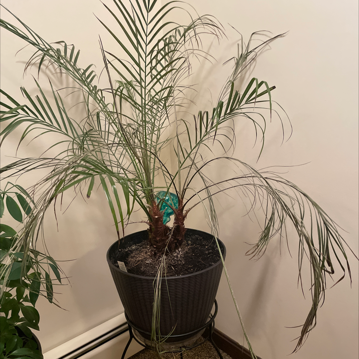 Healthy green Pygmy Date Palm houseplant with arching fronds growing in a pot indoors, image slightly out of focus.