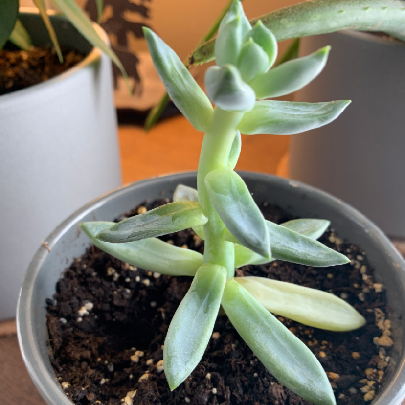 Pachyveria Little Jewel succulent in a pot with visible soil, some leaves showing yellowing.
