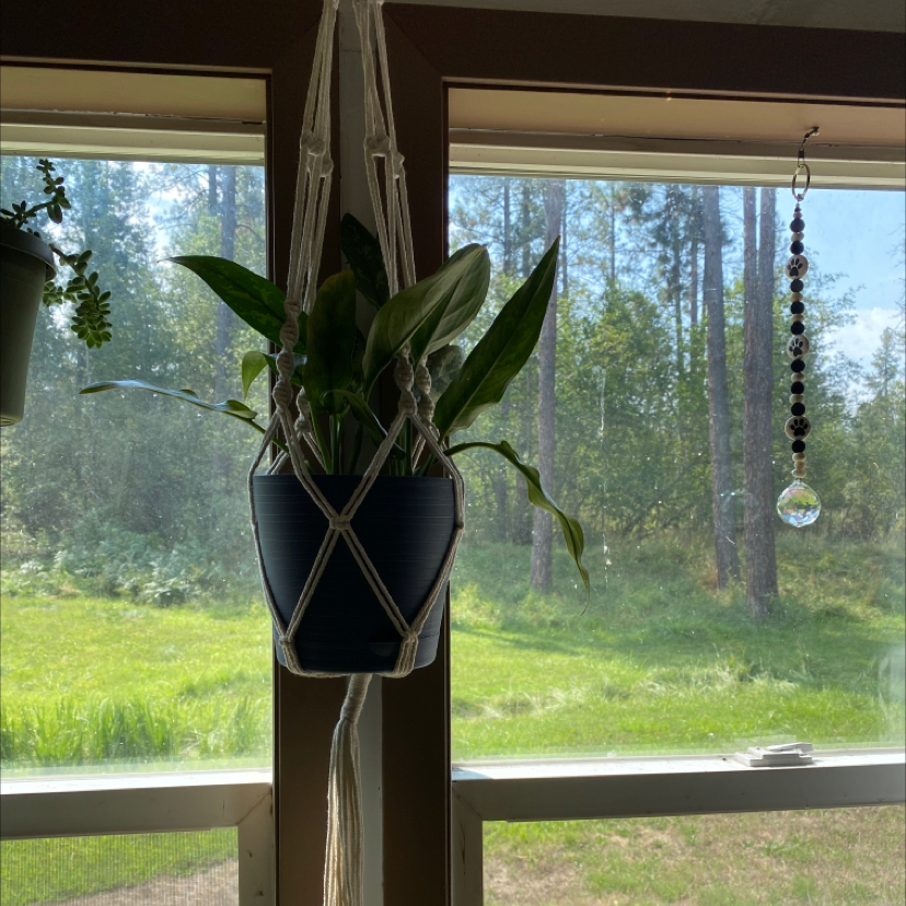 Chinese Evergreen plant photo by @kyara named Harry on Greg, the plant care app.