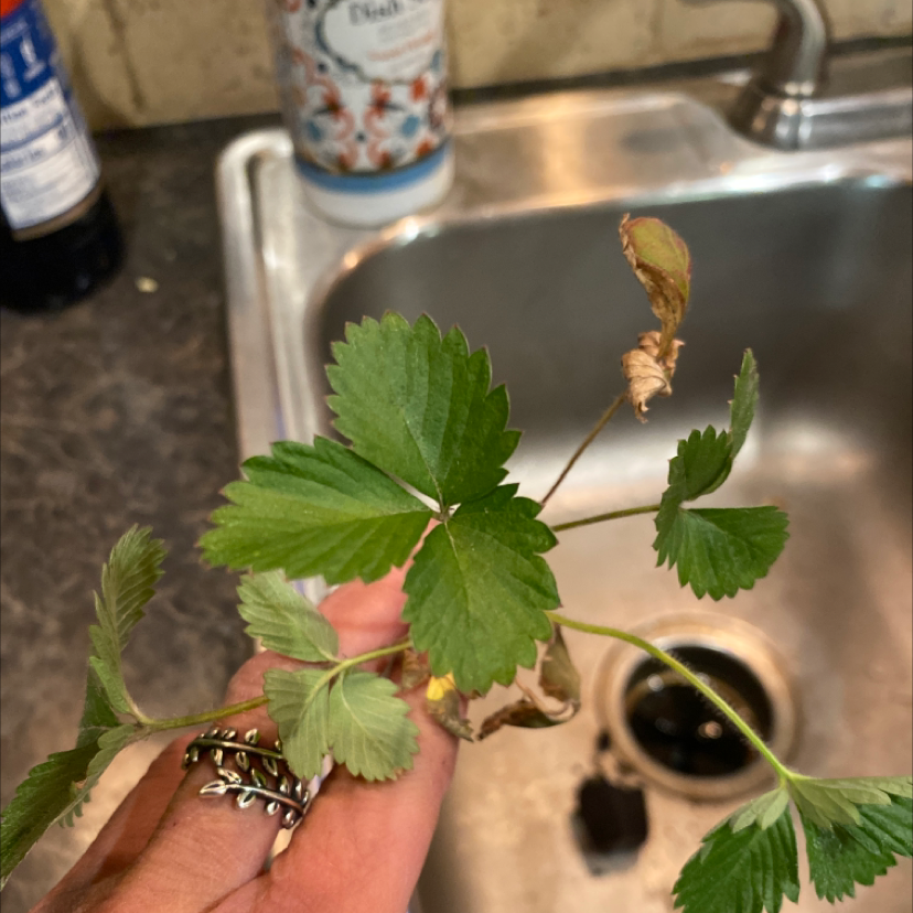 California Strawberry plant with green leaves and some browning, held by a hand over a kitchen sink.