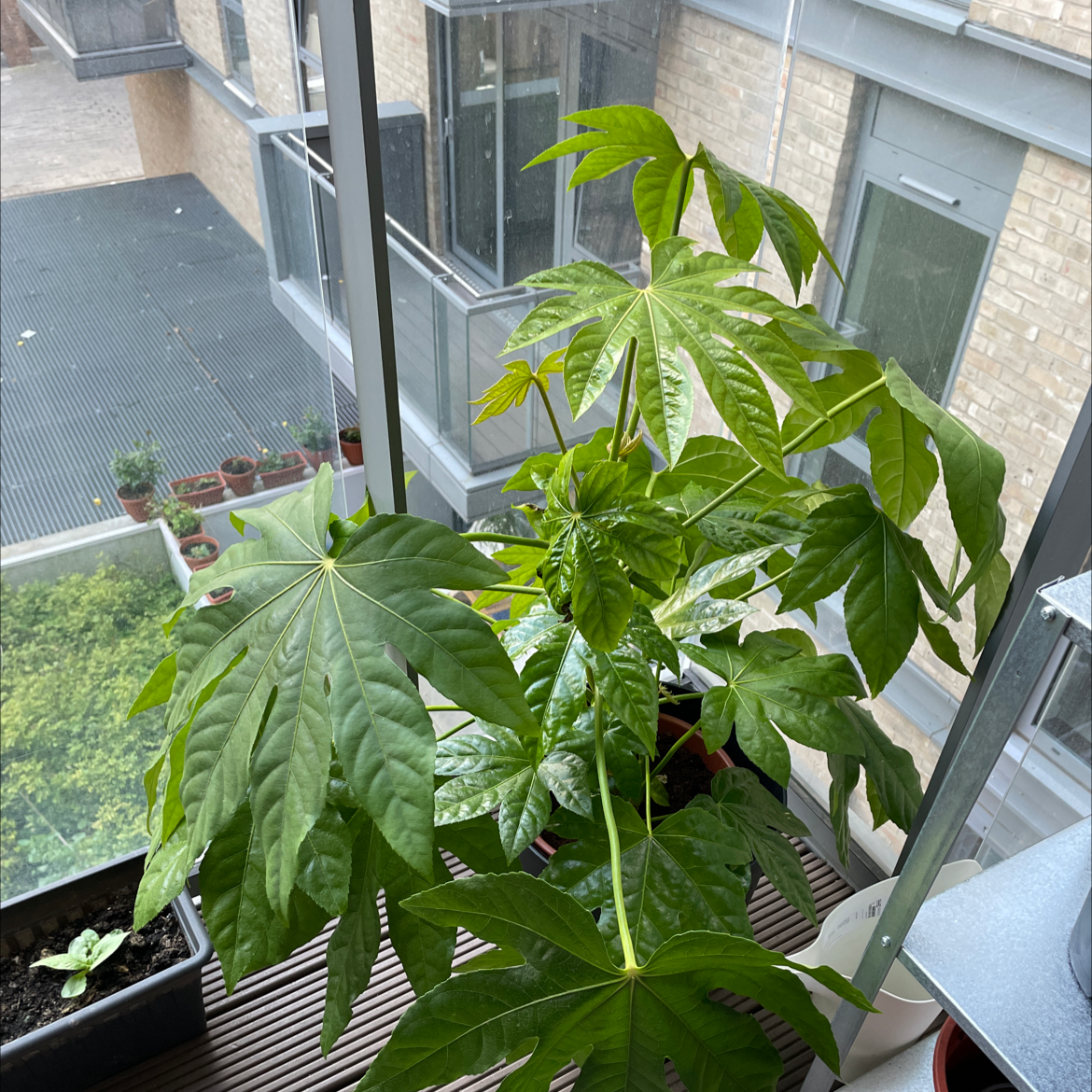 Fatsia plant on a balcony with large, green leaves, appearing healthy.