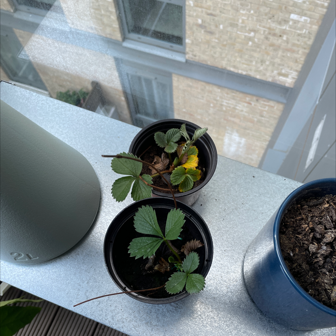 Two potted Beach Strawberry plants on a windowsill with some yellowing and browning leaves.