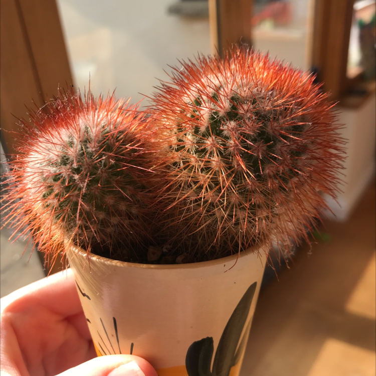 Pincushion Cactus with three stems in a pot, held by a hand.
