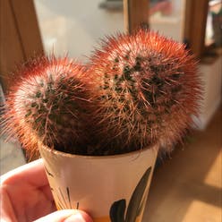 Pincushion cactus plant