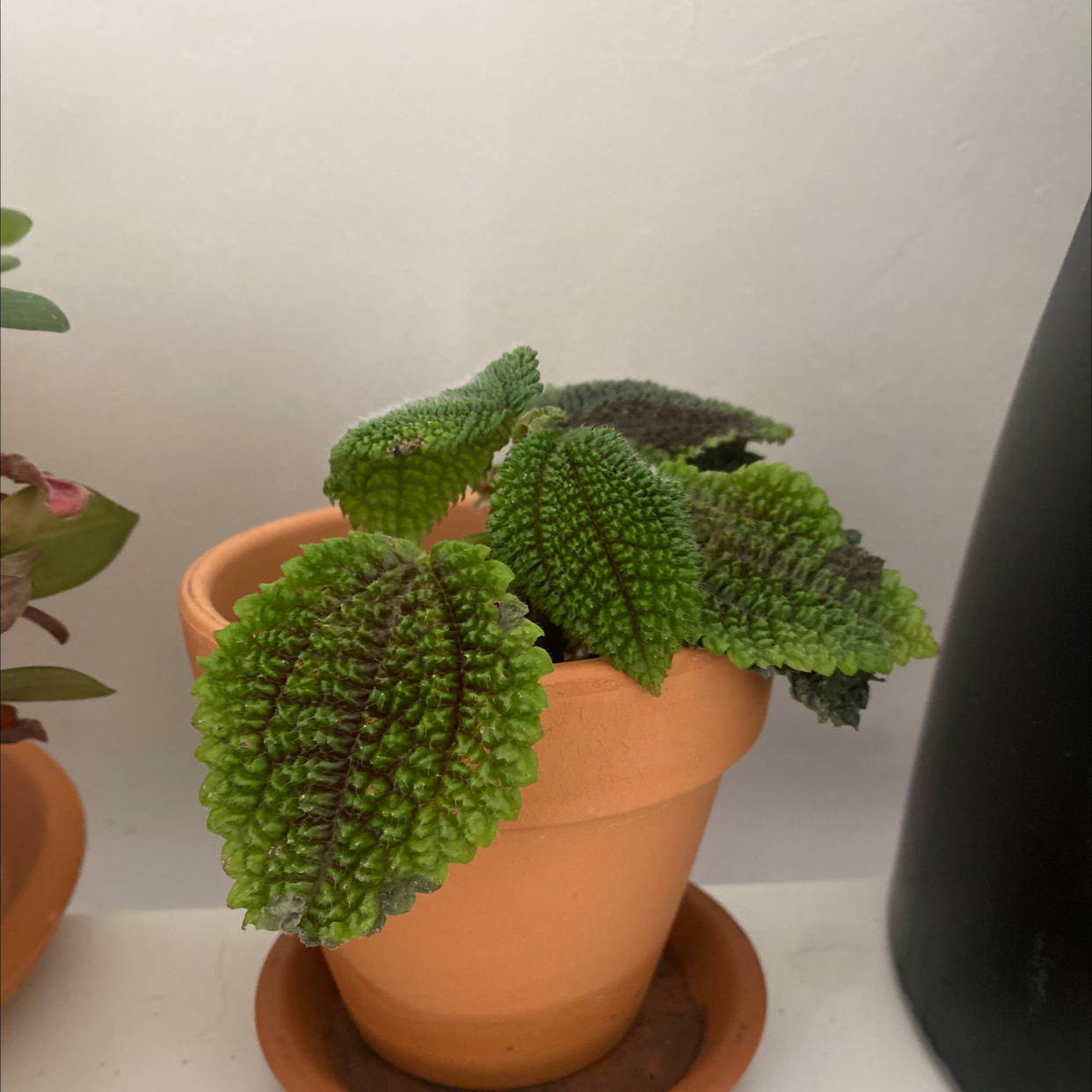 Photo of the plant species Friendship Plant by @donmad9 named plante de l'amitié on Greg, the plant care app