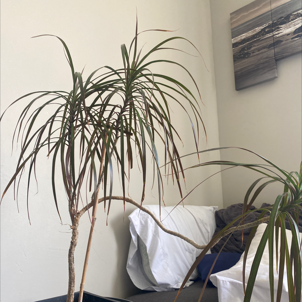 Photo of the plant species Dragon Tree by @donmad9 named dragon arbre on Greg, the plant care app