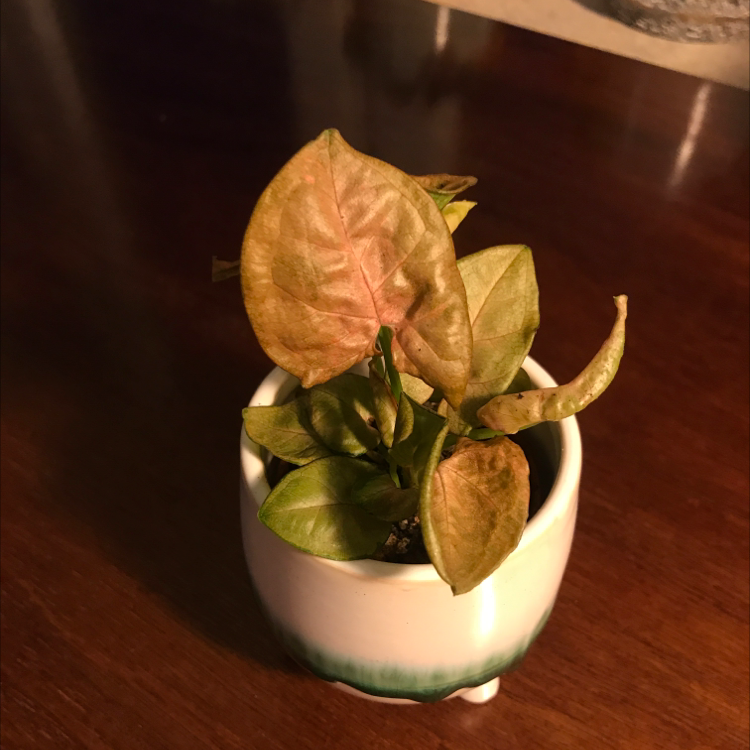 Photo of the plant species Regina Red Arrowhead Vine by Leah named Vibe on Greg, the plant care app