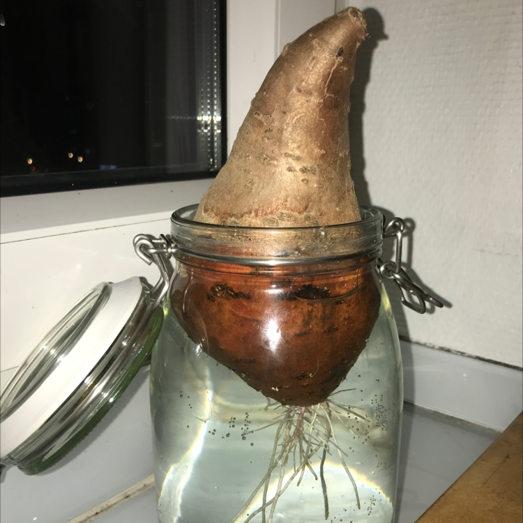 Close-up of a single sweet potato vine plant growing in water in a glass jar, with wilted shoots emerging from the top of the tuber.