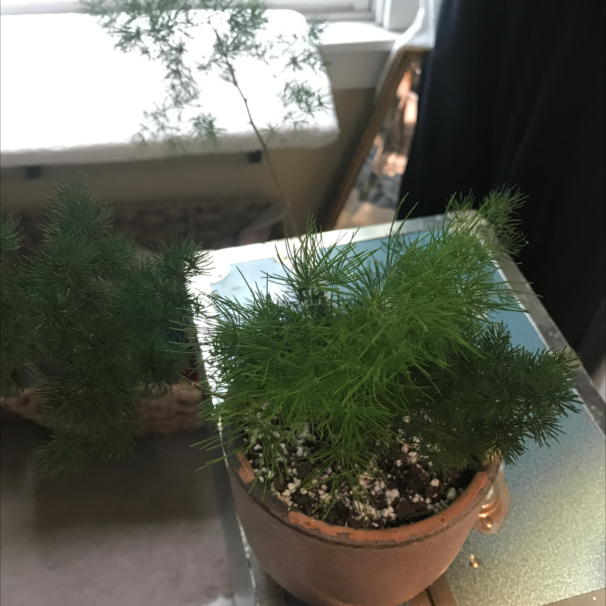 Potted Ming Fern with vibrant green foliage, soil visible, and another plant in the background.